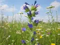 Vilde hjemmehørende blomster