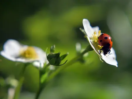 Frø til Skovjordbær, Regina