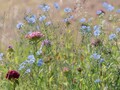 Spiselige blomster - frøblanding