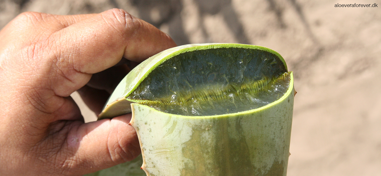 Ovenskåret blad fra Aloe vera plante