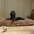 Scruffs Alpine pude - Taupe
