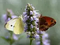 Frøblanding blomster til bier