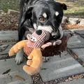 Hund med Kong Sherps Floofs Moose