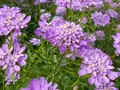 Flerårig blomsterblanding, lav