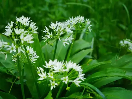 Ramsløg frø - krydderurt