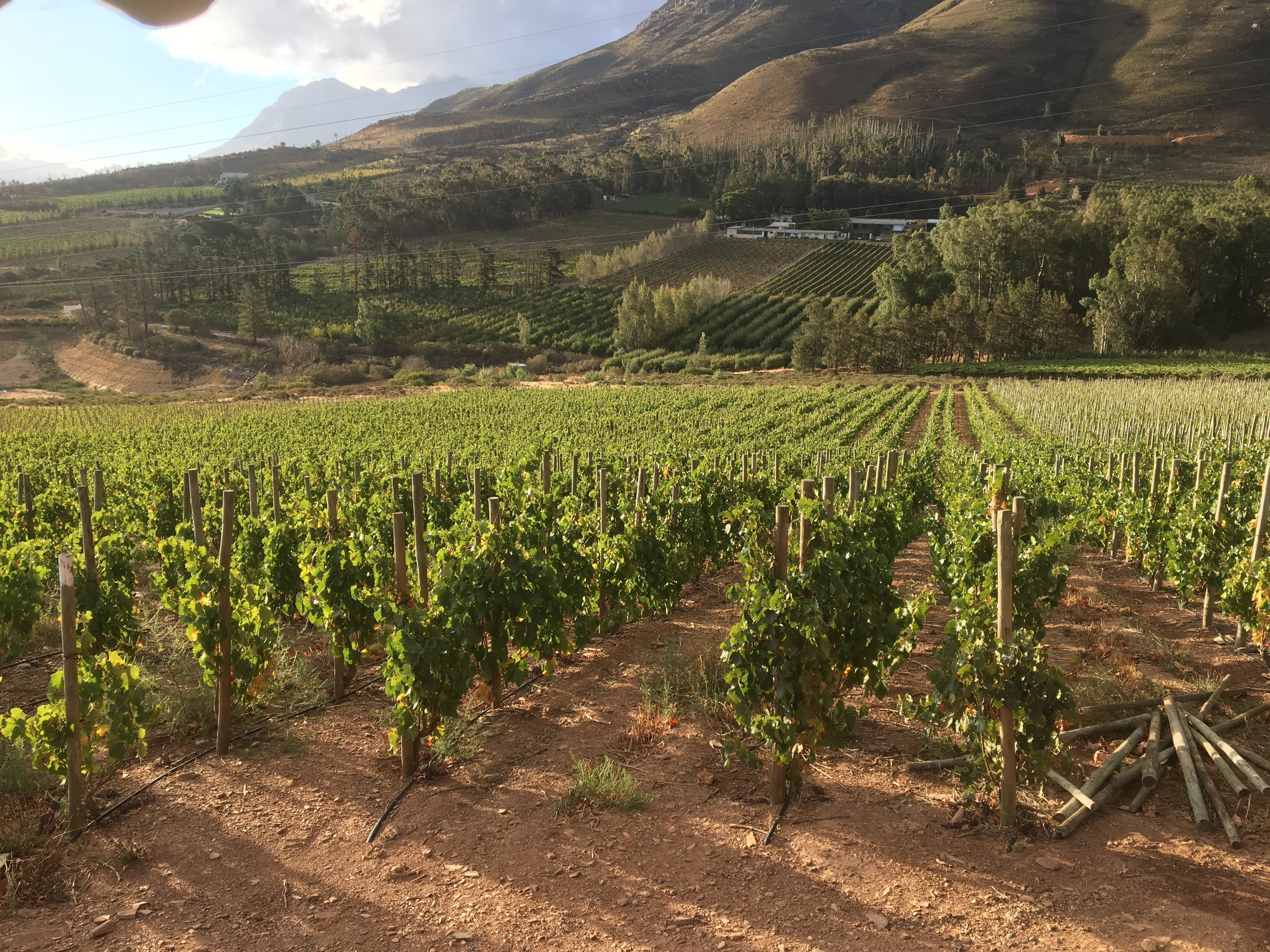 Økologiske vinmarker hos Olifantsberg i Sydafrika – vinproduktion i Breedekloof-regionen, marts 2018