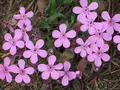 Frøblanding med lave blomster