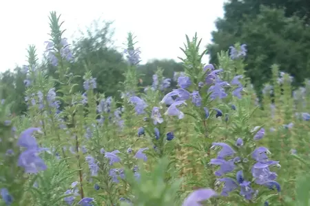 Moldavisk Dragehoved