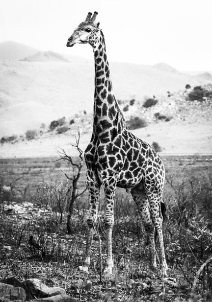 fotomester plakat giraf