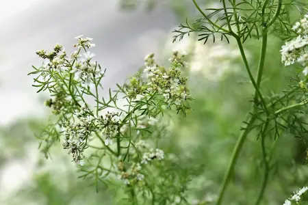 Koriander - krydderurt