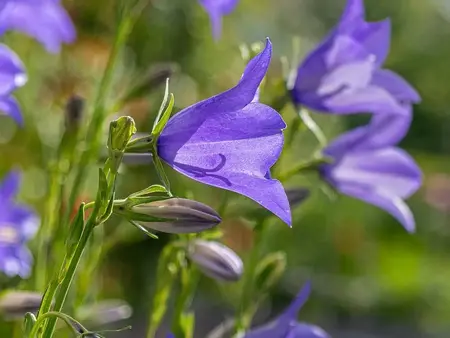 Nældeklokke - en hjemmehørende blomst
