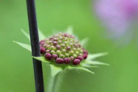 Enkeblomst frø