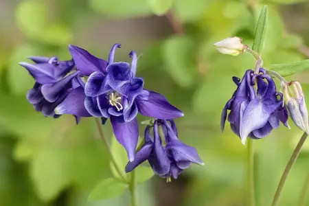 Vild med skygge, flerårig