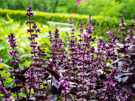 Basilikum, Red Rubin, frø