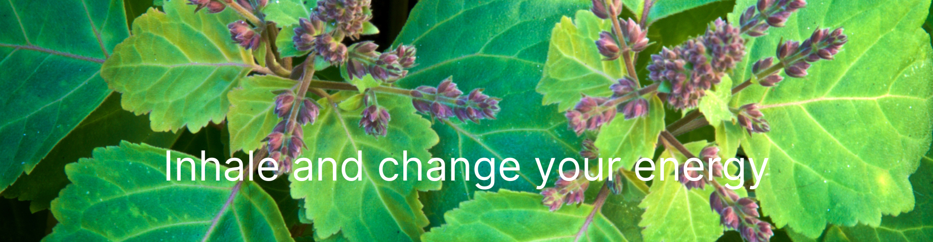 Patchouli æterisk olie. Økologisk