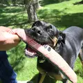 Hund med Kong Maxx Stick