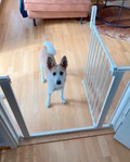 Dogspace Lassie Pressure fitted pet gate - hvid
