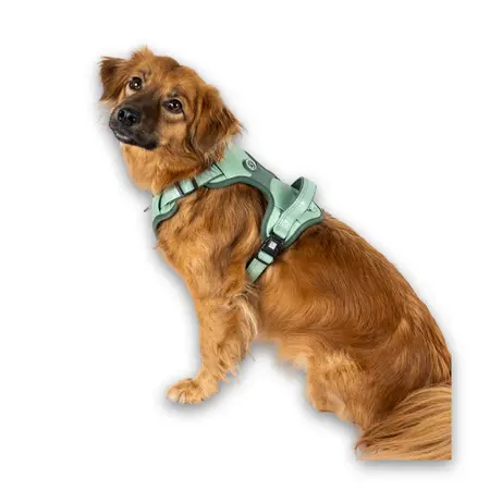 Hund med Max & Molly Matrix 2.0 neopren sport sele - Jade