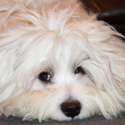 Bomuldshund - Coton de Tulear