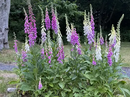 Frøkasse med lægeplanter