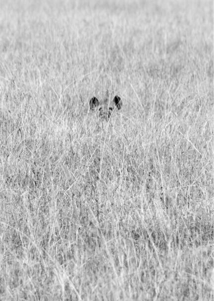 kenya masai mara savanna hyæne