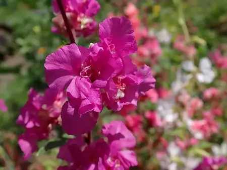 Mølleblomst, flerfarvet