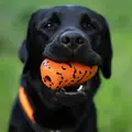 Sort hund holder Non-stop Dogwear Dog Throw Toy i munden under apport og leg