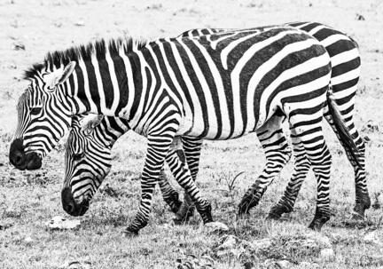 fotomester zebra tanzania