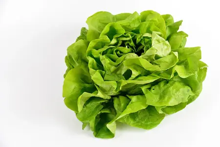 Hovedsalat frø