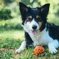 Hund liggende på græsset med sin orange Non-stop dogwear Dog Ball.