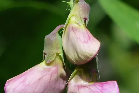Frø til Lathyrus i lilla