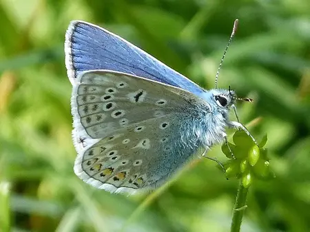 Kællingetand - værtsplante