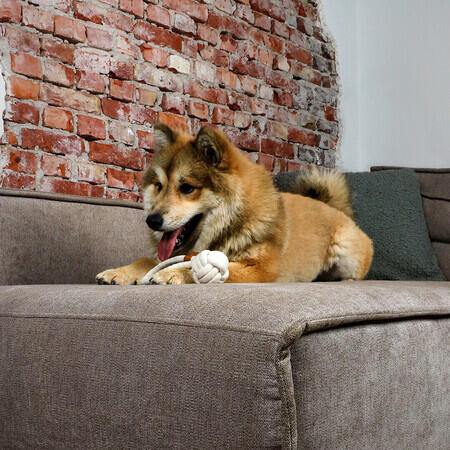 Hund med D&D Harper Tovbold med løkke beige XS