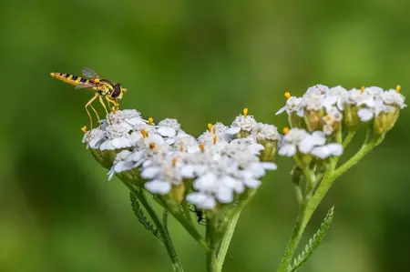 Frø til almindelig Røllike