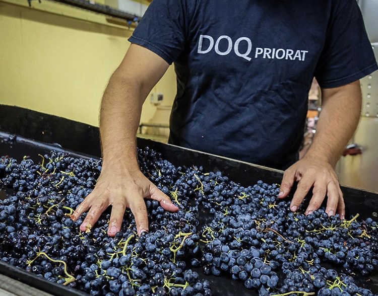 En mand fra Gratavinum står bagved en masse blå druer, der er blevet høstet. Manden har en mørk t-shirt på med en hvid skrift hvor der står DOQ Priorat