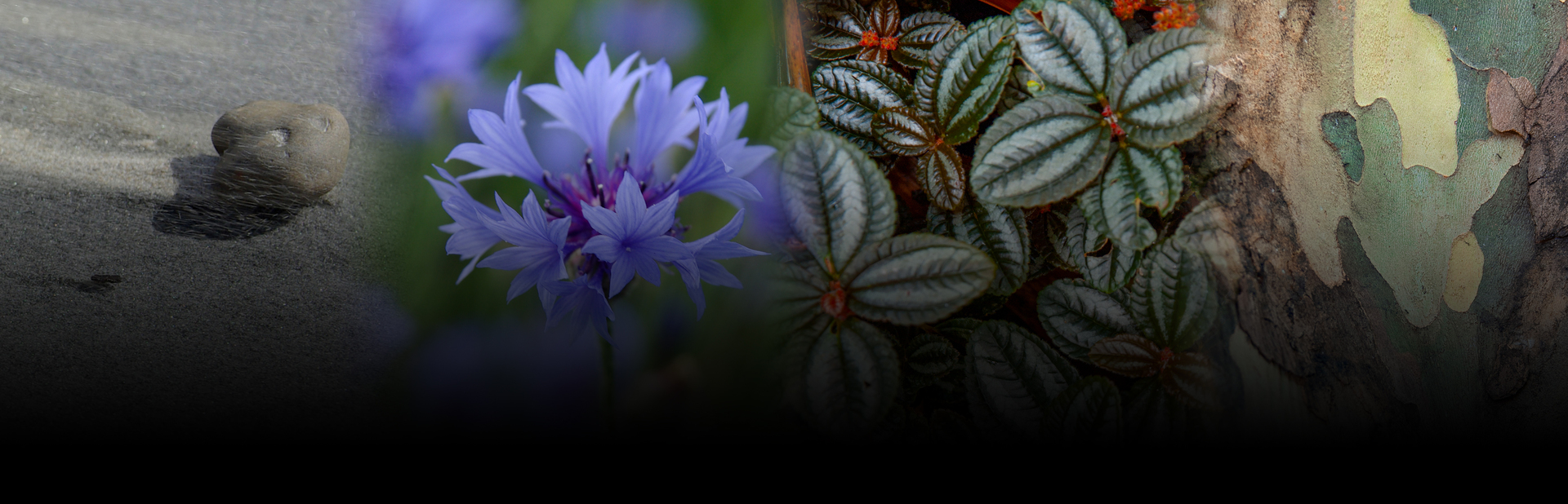 photo poster art nature world