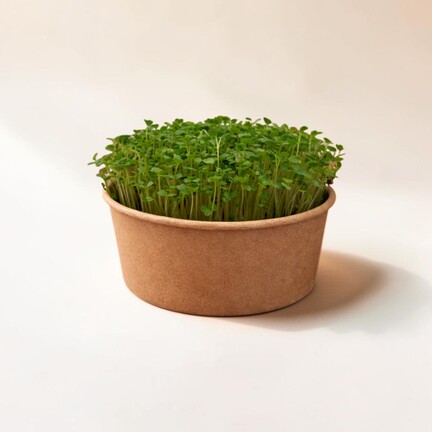 Rucola-mikrogrønt dyrket i bøtte på neutral baggrund