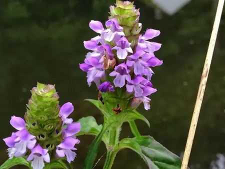 Almindelig brunelle frø