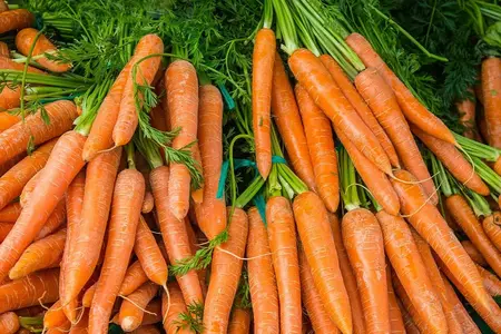 Frø til Gulerødder, Nantes 2