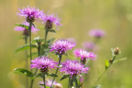 Vild med havudsigt, frøblanding