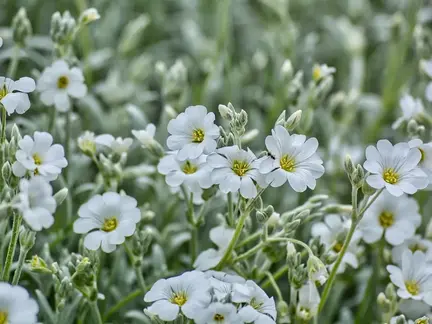 Sølv Hønsetarm frø