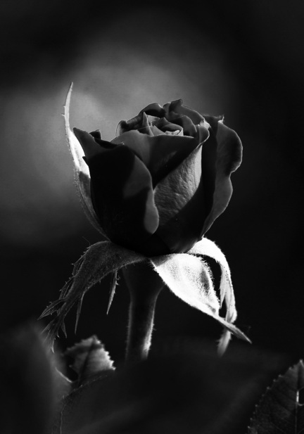 fotomester plakat rose