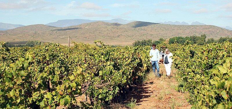 Kirstin Jørgensen på en vinmark i Sydafrika. til venstre for kirstin er en vinbonde fra Sydafrika