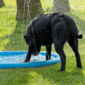 CoolPets Splash Sprinkler Pad - 100cm