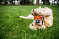 hunde leger med Dog Comets Starlight Tennisbold - M