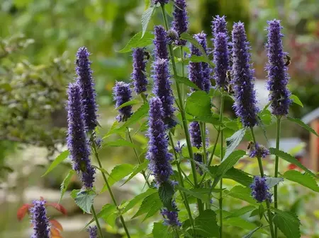 Indianermynte, Anisisop