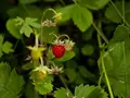 Skovjordbær frø