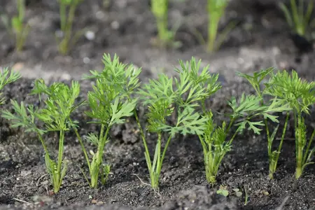 Frø til Gulerødder, Nantes