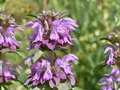 Kasse med frø til spiselige blomster