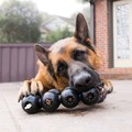 Schæferhund tygger i en fyldt Kong Extreme Goodie Ribbon | medium